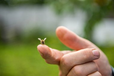 Arı bir parmak bir arıcı gelen oturur. Parmak arı çok arıcı.