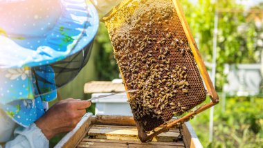 Arı yetiştiricisi kovanı açar, arılar kontrol eder, bal kontrol eder. Arıcı bal peteğini keşfediyor.