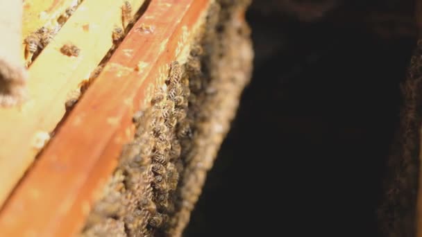 Une famille d'abeilles dans la ruche. Ouvre la ruche. Les abeilles rampent sur des cadres avec des rayons de miel . — Video