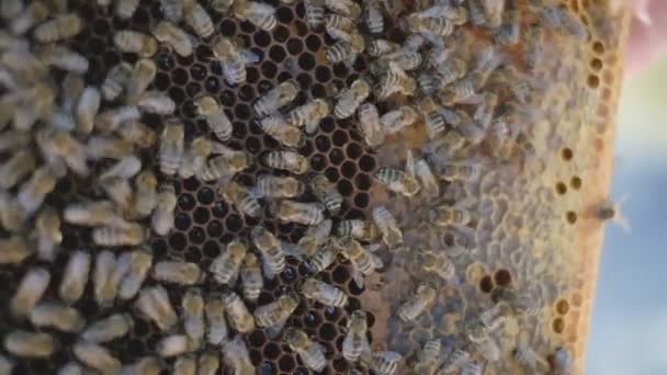 Bienenfamilie im Bienenstock. Offener Bienenstock. Bienen krabbeln auf Gestellen mit Waben. — Stockvideo