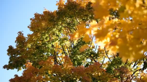 The wind sways the yellow leaves of maple on the branches in the park in the fall. — Stock Video