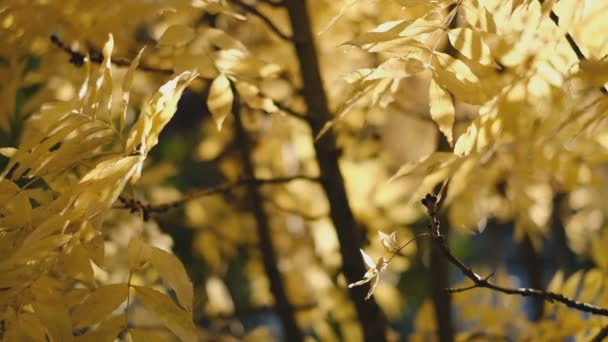 Vítr houpe žlutý popel listí na větvích v parku na podzim. — Stock video