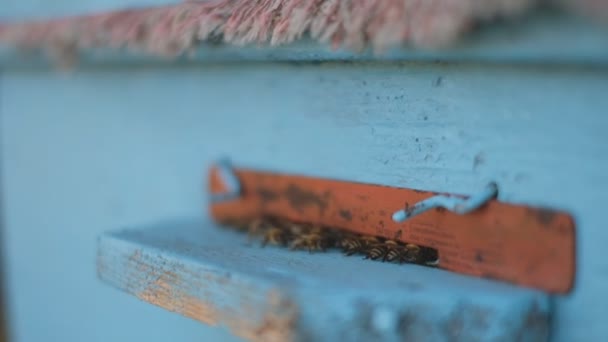 Colmena de abejas está de pie en el jardín. Las abejas vuelan en primavera y vuelan a su colmena . — Vídeos de Stock