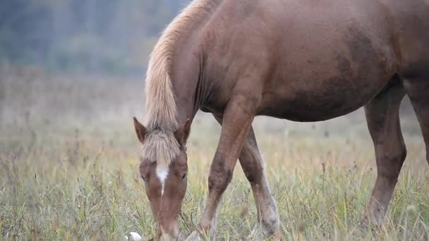 Un cheval brun broute dans une prairie à l'automne dans le brouillard . — Video