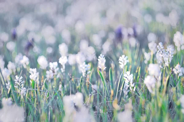 Весенние Цветы Мышиный Гиацинт Расцвел Лугу Весной Закате — стоковое фото
