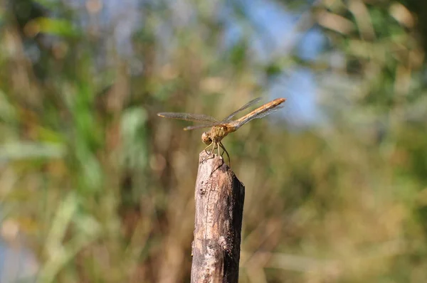 Libellula Siede Ramo Estate Vicino Lago — Foto Stock