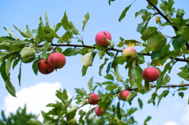 Olgun kırmızı elma ağaca asmak