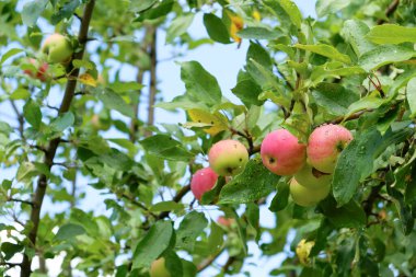 Olgun kırmızı elma ağaca asmak