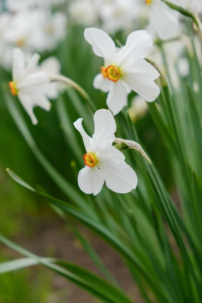 Kertben Tavasszal Virágzó Daffodils — Stock Fotó