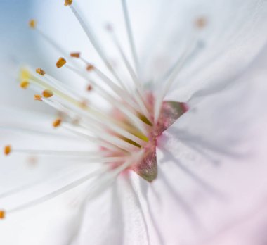 Kiraz çiçekleri açtı. Meyve ağaçlarının bahar çiçekleri. Kiraz çiçeği yakın plan..