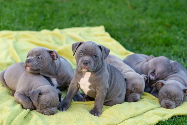 American Bulli Cachorros Duermen Una Alfombra Hierba Parque Verano —  Fotos de Stock