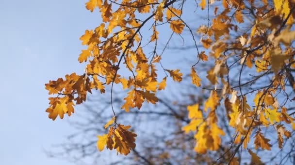 Vítr Houpe Žluté Duby Větvích Parku Podzim — Stock video