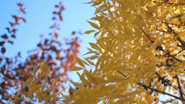 Vítr Houpe Žlutý Popel Listí Větvích Parku Podzim — Stock video