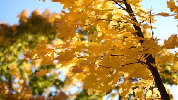 Vinden Sveper Gula Bladen Lönn Grenarna Parken Hösten — Stockvideo