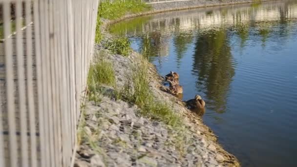 Enten schwimmen im Sommer im See eines Stadtparks. — Stockvideo