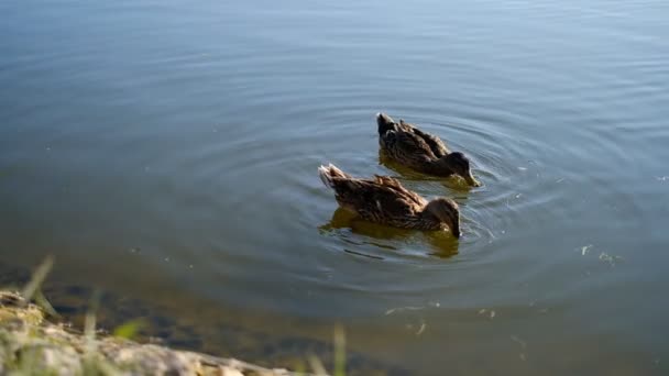 Enten schwimmen im Sommer im See eines Stadtparks. — Stockvideo