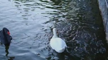 Kuğular yazın bir şehir parkında yüzerler..