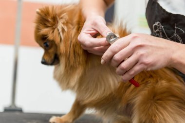 Bakımcı profesyonel olarak bir kuaförde Pomeranya köpeğinin pençelerini kesiyor..