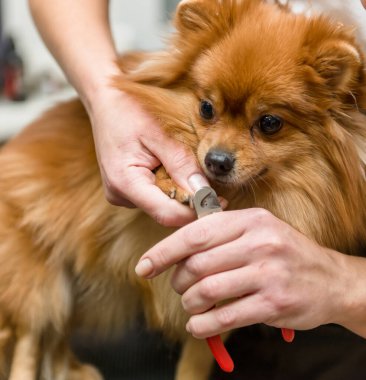 Bakımcı profesyonel olarak bir kuaförde Pomeranya köpeğinin pençelerini kesiyor..