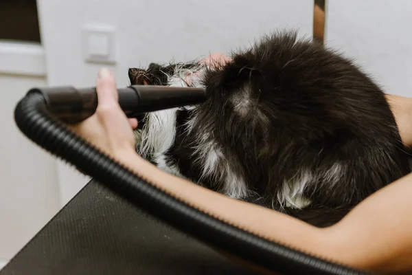 Professional cat grooming in the cabin. a man washes a cat in a professional salon.