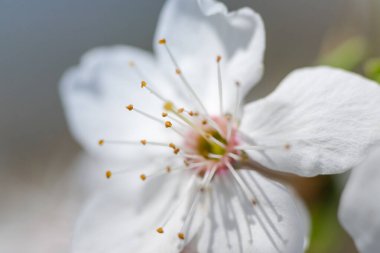 Kiraz çiçekleri açtı. Meyve ağaçlarının bahar çiçekleri. Kiraz çiçeği yakın plan..