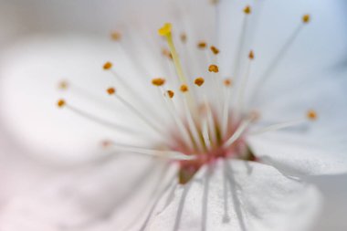 Kiraz çiçekleri açtı. Meyve ağaçlarının bahar çiçekleri. Kiraz çiçeği yakın plan..