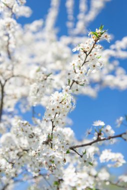Meyve ağacının çiçek açan dalı. İlkbaharda kiraz çiçek açtı. Birçok beyaz çiçek bir meyve dalında açar..