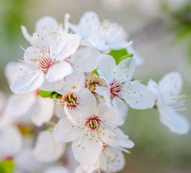 Meyve ağacının çiçek açan dalı. İlkbaharda kiraz çiçek açtı. Birçok beyaz çiçek bir meyve dalında açar..