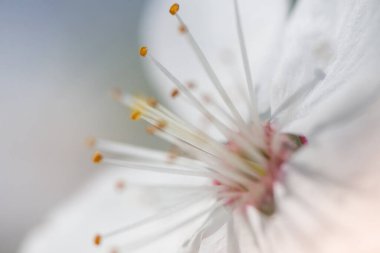 Kiraz çiçekleri açtı. Meyve ağaçlarının bahar çiçekleri. Kiraz çiçeği yakın plan..