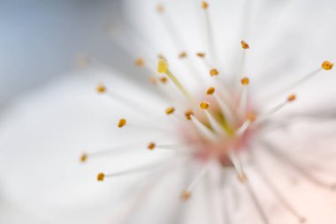 Kiraz çiçekleri açtı. Meyve ağaçlarının bahar çiçekleri. Kiraz çiçeği yakın plan..