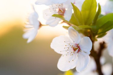 Meyve ağacının çiçek açan dalı. İlkbaharda kiraz çiçek açtı. Birçok beyaz çiçek bir meyve dalında açar..