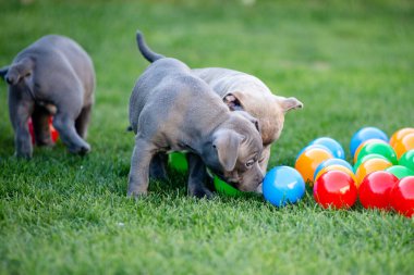 Küçük bir Amerikan köpeği yaz parkında çimlerin üzerinde yürüyor..