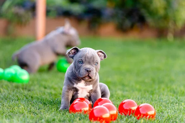 Een Kleine Puppy Van Een Amerikaanse Bulli Loopt Het Gras — Stockfoto