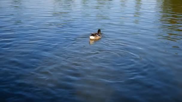 Un hermoso pato nada en el lago en el verano . — Vídeos de Stock