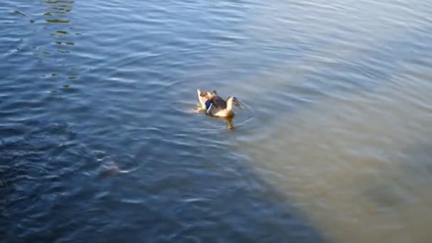 Eine schöne Ente schwimmt im Sommer im See. — Stockvideo