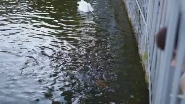 Los cisnes nadan en el lago de un parque de la ciudad en verano . — Vídeos de Stock