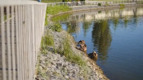 Enten schwimmen im Sommer im See eines Stadtparks. — Stockvideo