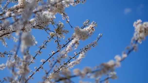 Blühender Kirschzweig Kirschblüte April Park — Stockvideo