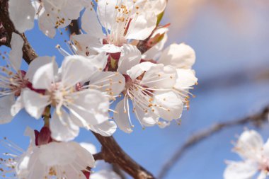 Meyve ağacının çiçek açan dalı. İlkbaharda kiraz çiçek açtı. Birçok beyaz çiçek bir meyve dalında açar..