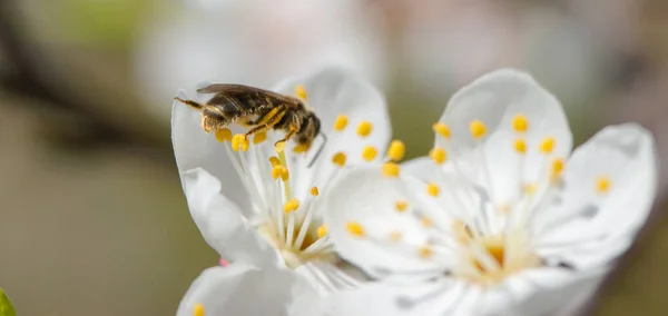 Пчела Сидит Вишневом Цветке Солнечный Весенний День Пчела Крупным Планом — стоковое фото