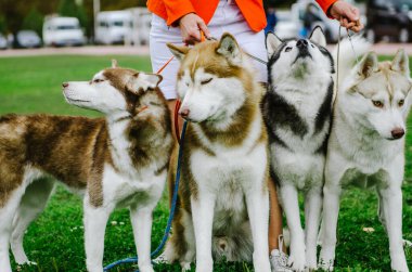 Kadın, köpeğini yürüyüşe çıkarmış..