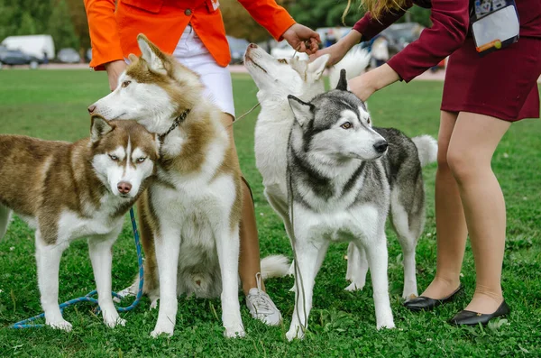 Femme Amené Ses Chiens Race Husky Pour Une Promenade — Photo