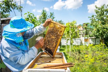 Arı yetiştiricisi kovanı açar, arılar kontrol eder, bal kontrol eder. Arıcı bal peteğini keşfediyor.