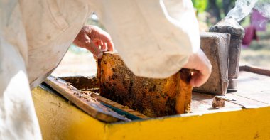 Arı yetiştiricisi yeni sezona hazırlanmak için kovanı açıyor. Bahar aylarındaki arı ailesine bak..