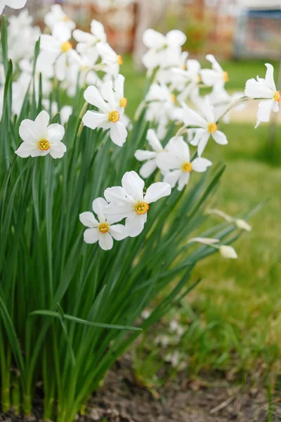 Kertben Tavasszal Virágzó Daffodils — Stock Fotó