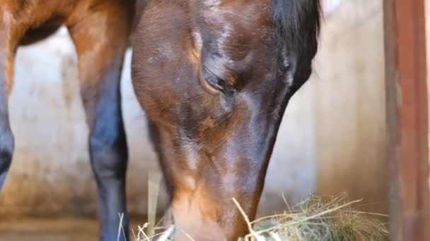 Un cheval se tient dans l'écurie et mange du foin avant la compétition .