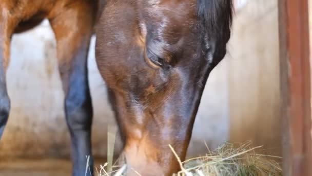 Cavalo Está Estábulo Come Feno Antes Competição — Vídeo de Stock