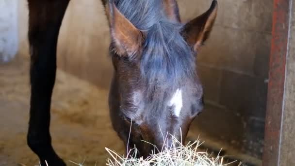 Cavallo Sta Nella Stalla Mangia Fieno Prima Della Gara — Video Stock