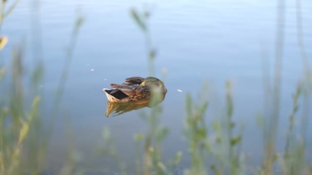 Eine Ente schwimmt langsam in einem Stadtweiher. — Stockvideo