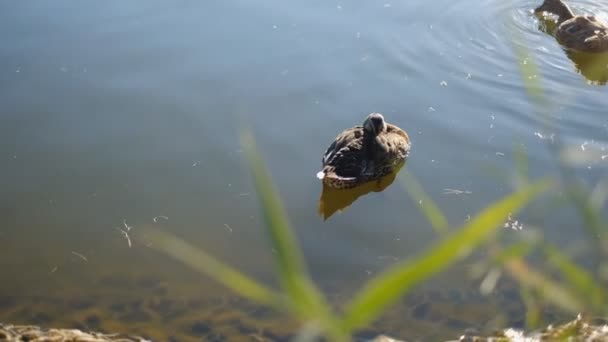 Утка медленно плавает в городском пруду. — стоковое видео